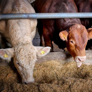 恒歌養殖溯源監控系統高精度溫濕度變送器，智能畜牧養殖業環境監控系統溫濕度解決方案